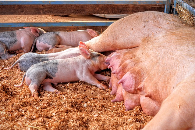 Best Equipment for Pig Farming in Nigeria 2021